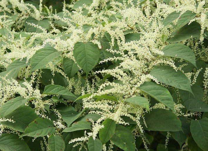 Japanse Duizenknoop met bloemen, meerdere bij elkaar